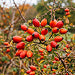 A close-up of bright red berries clustered on a green and brown leafy plant.