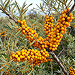A close-up of a cluster of bright orange-yellow berries hanging from a tree branch with green leaves.