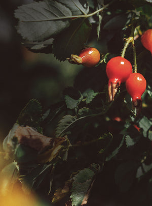 A photo of rosehip berries, which are small and round with a deep red color. The berries are clustered together on a branch, with some leaves visible in the background.