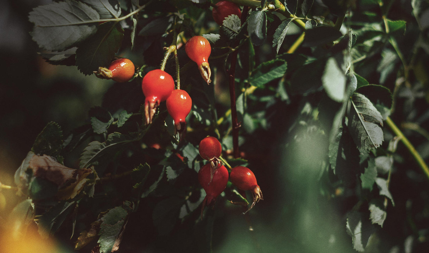 A photo of rosehip berries, which are small and round with a deep red color. The berries are clustered together on a branch, with some leaves visible in the background.